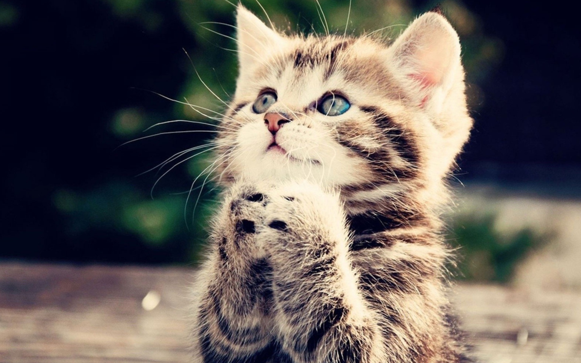 Screenshot №1 pro téma Kitty Praying 1920x1200