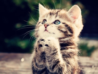 Kitty Praying wallpaper 320x240