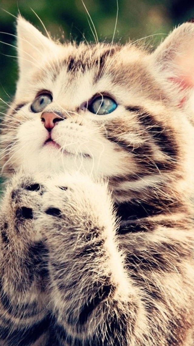 Screenshot №1 pro téma Kitty Praying 640x1136