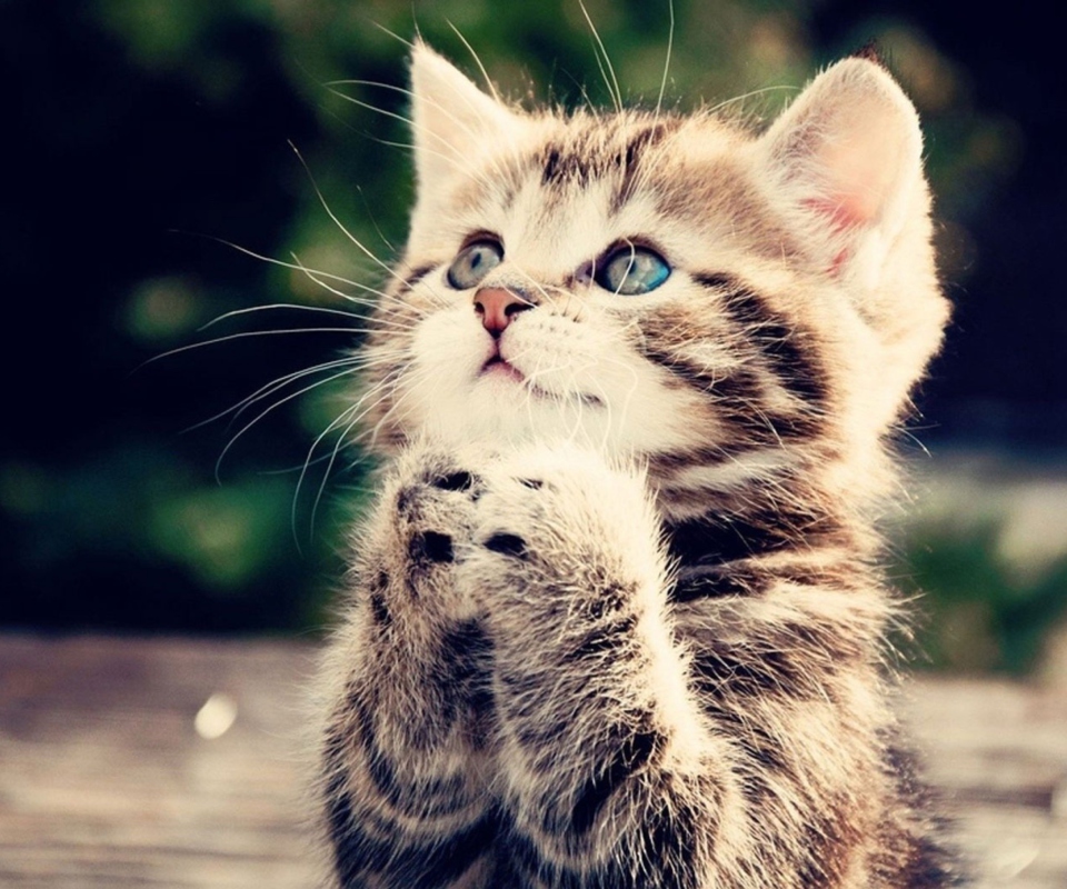 Das Kitty Praying Wallpaper 960x800