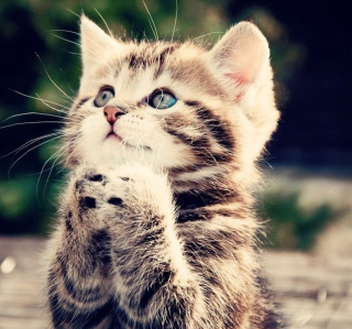 Kitty Praying sfondi gratuiti per iPad