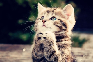Kitty Praying sfondi gratuiti per cellulari Android, iPhone, iPad e desktop
