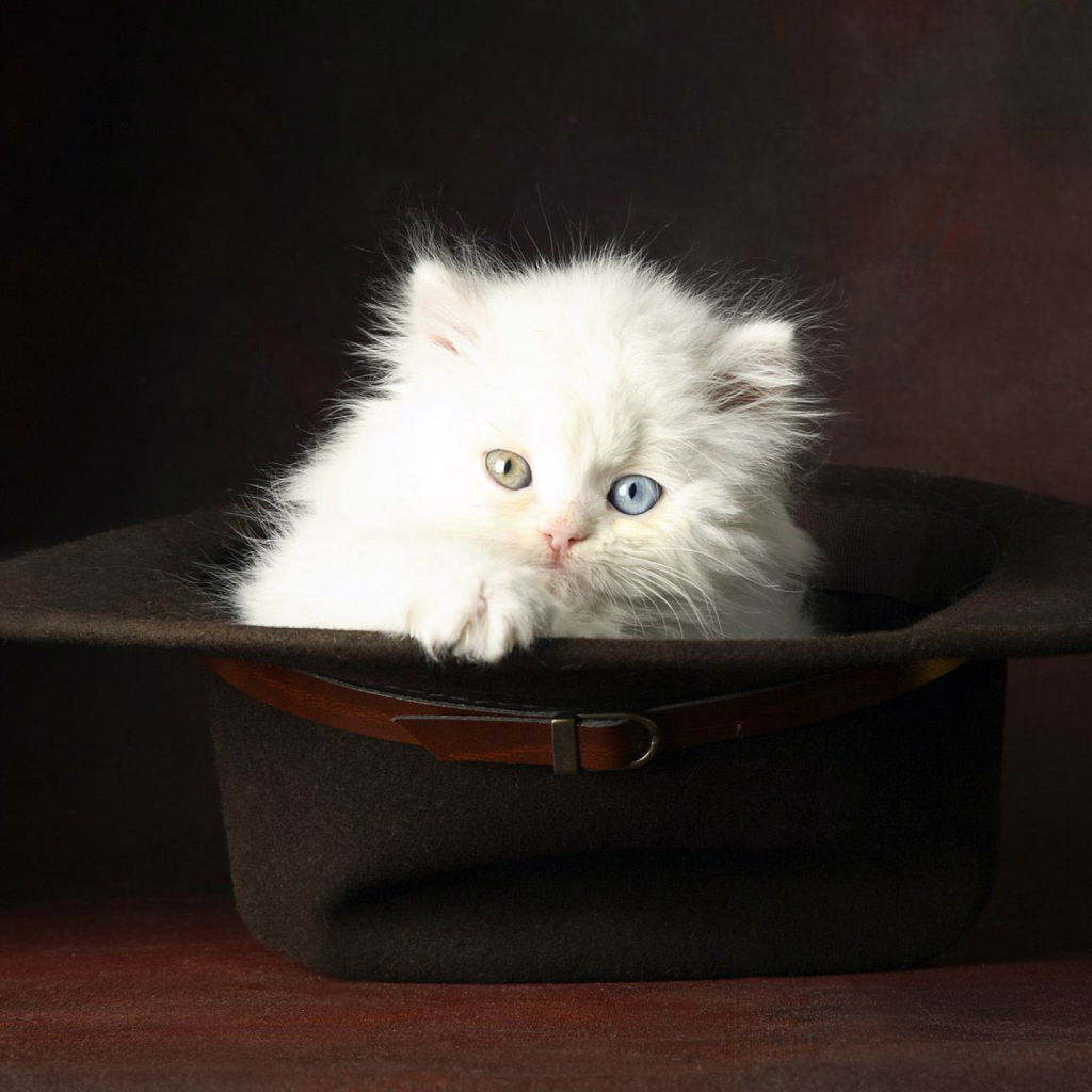 Обои Cat In Hat 1024x1024