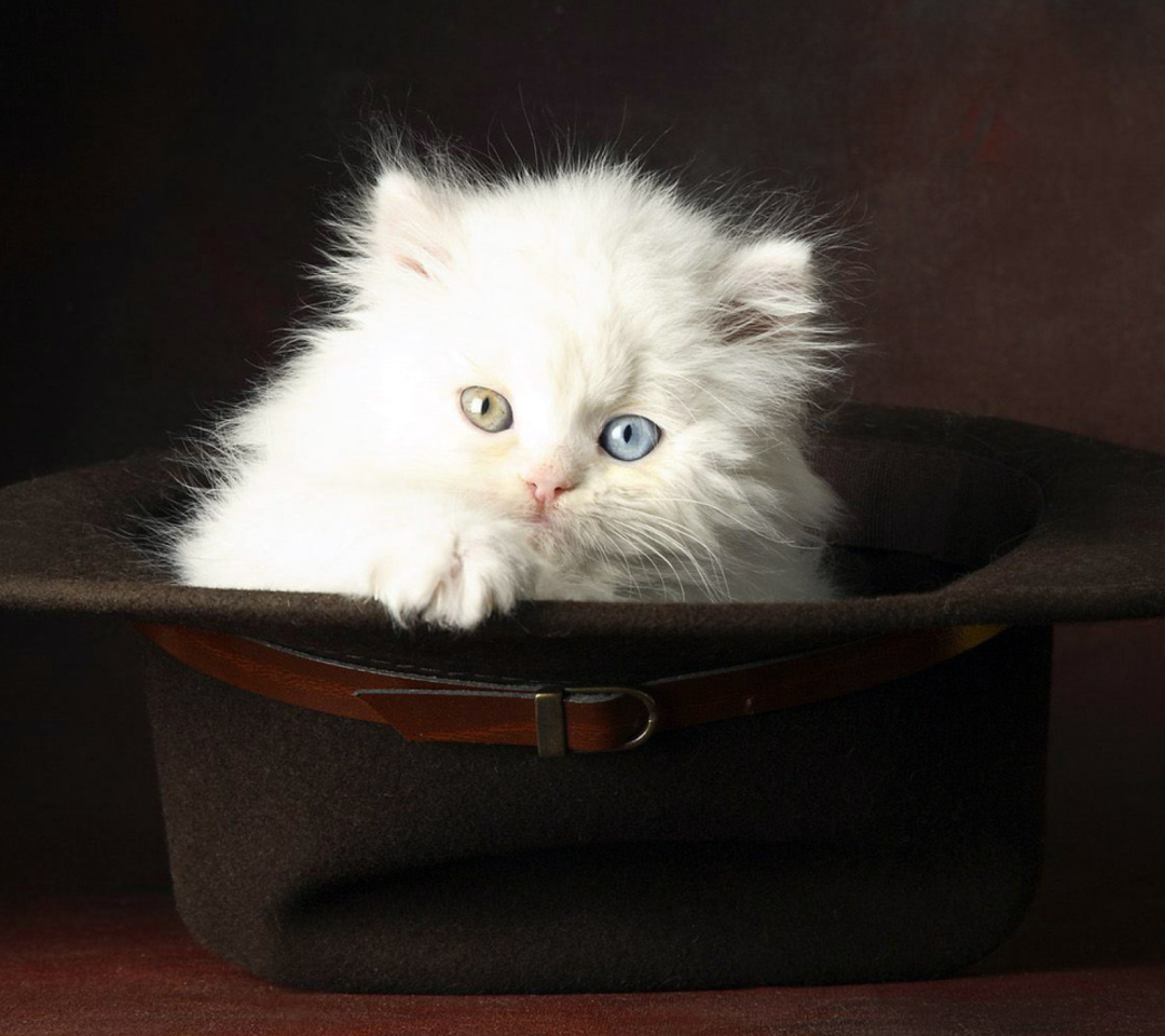 Cat In Hat wallpaper 1080x960