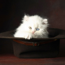 Fondo de pantalla Cat In Hat 128x128