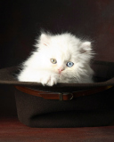 Sfondi Cat In Hat 128x160