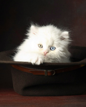 Fondo de pantalla Cat In Hat 176x220