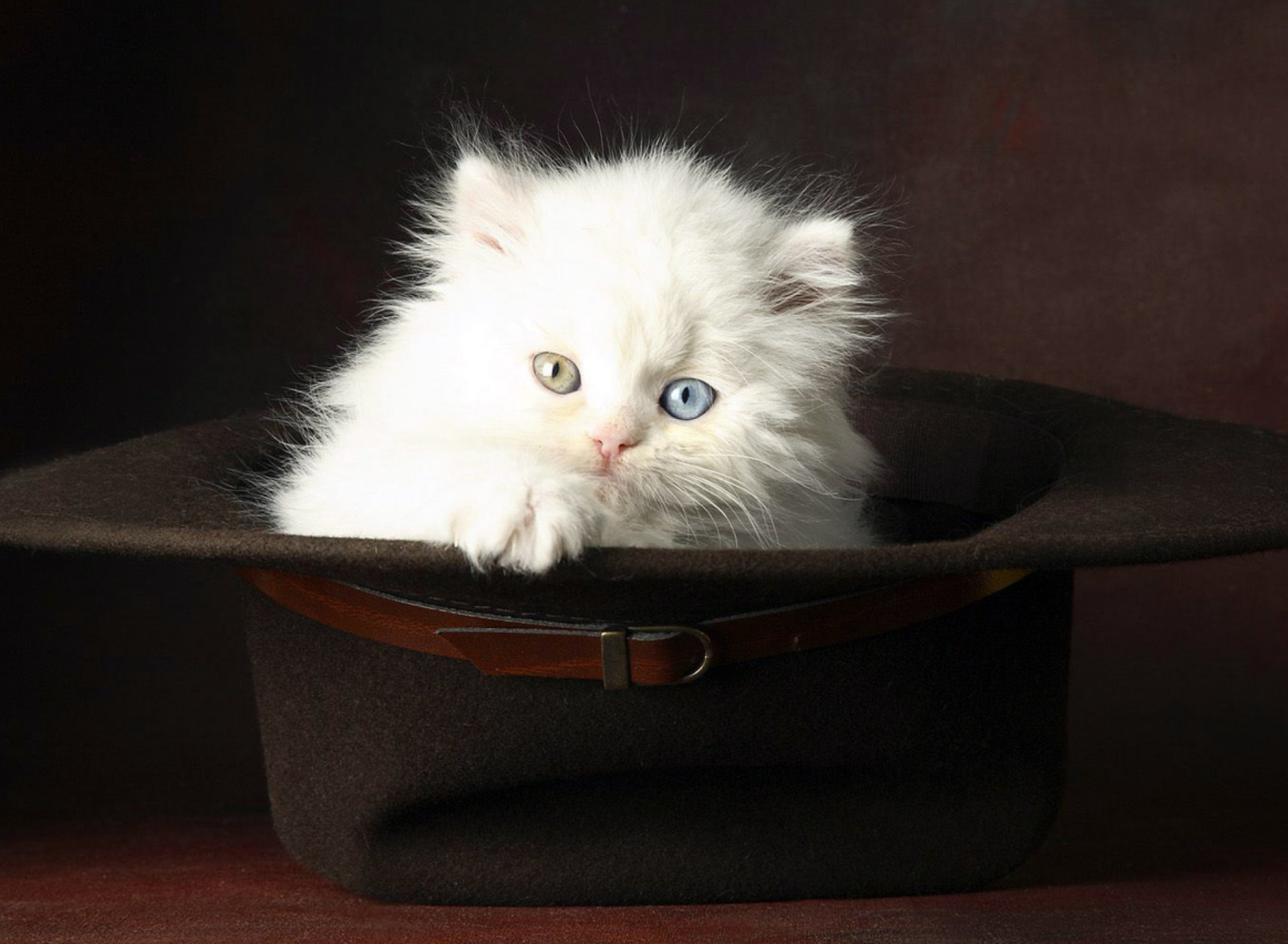 Fondo de pantalla Cat In Hat 1920x1408