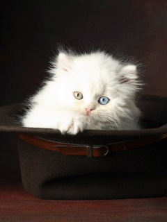 Cat In Hat wallpaper 240x320