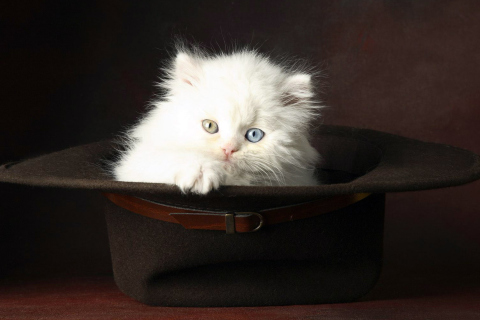 Fondo de pantalla Cat In Hat 480x320
