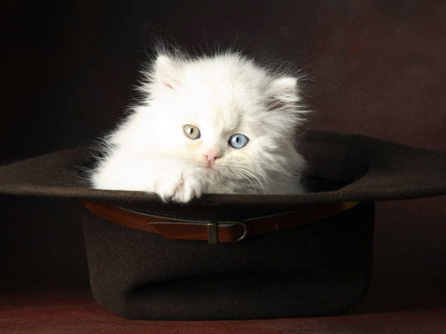 Cat In Hat wallpaper 640x480