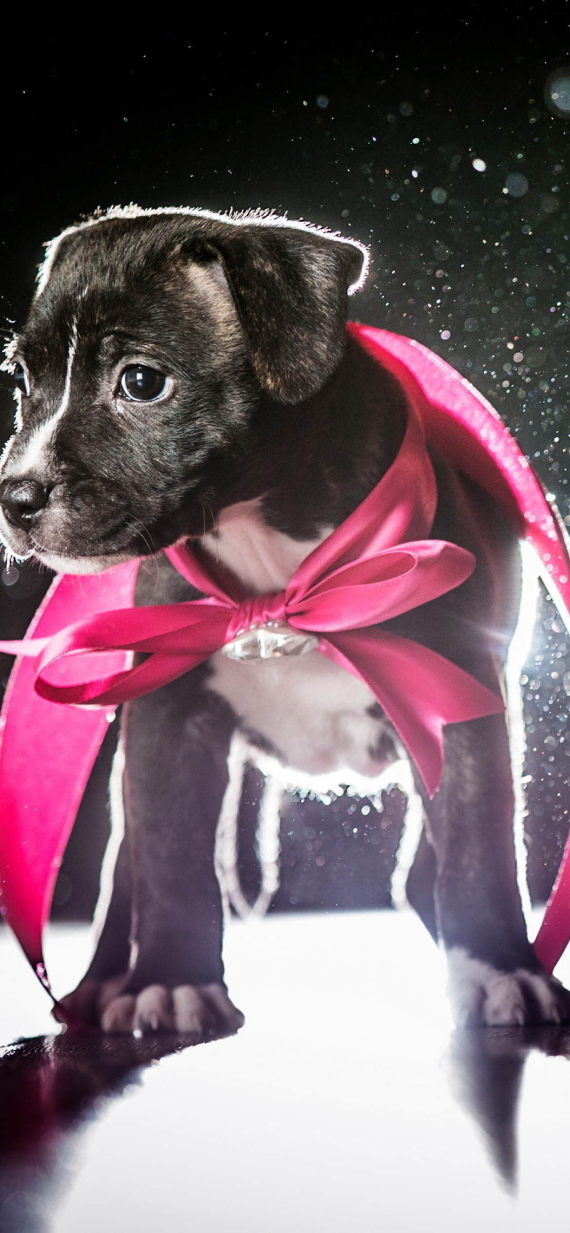 Cute Puppy In Pink Cloak wallpaper 1170x2532
