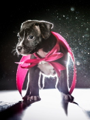 Sfondi Cute Puppy In Pink Cloak 132x176