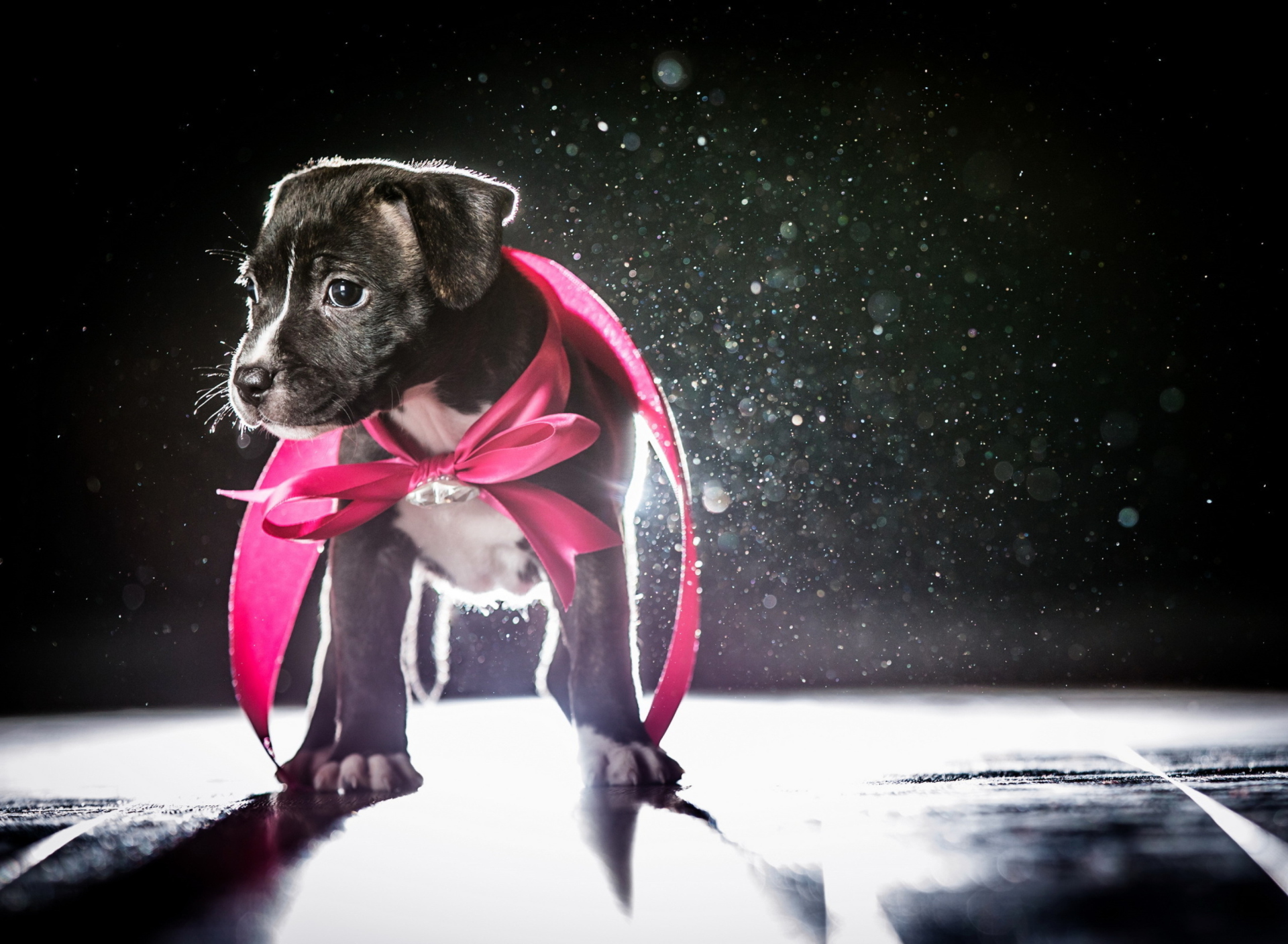 Обои Cute Puppy In Pink Cloak 1920x1408