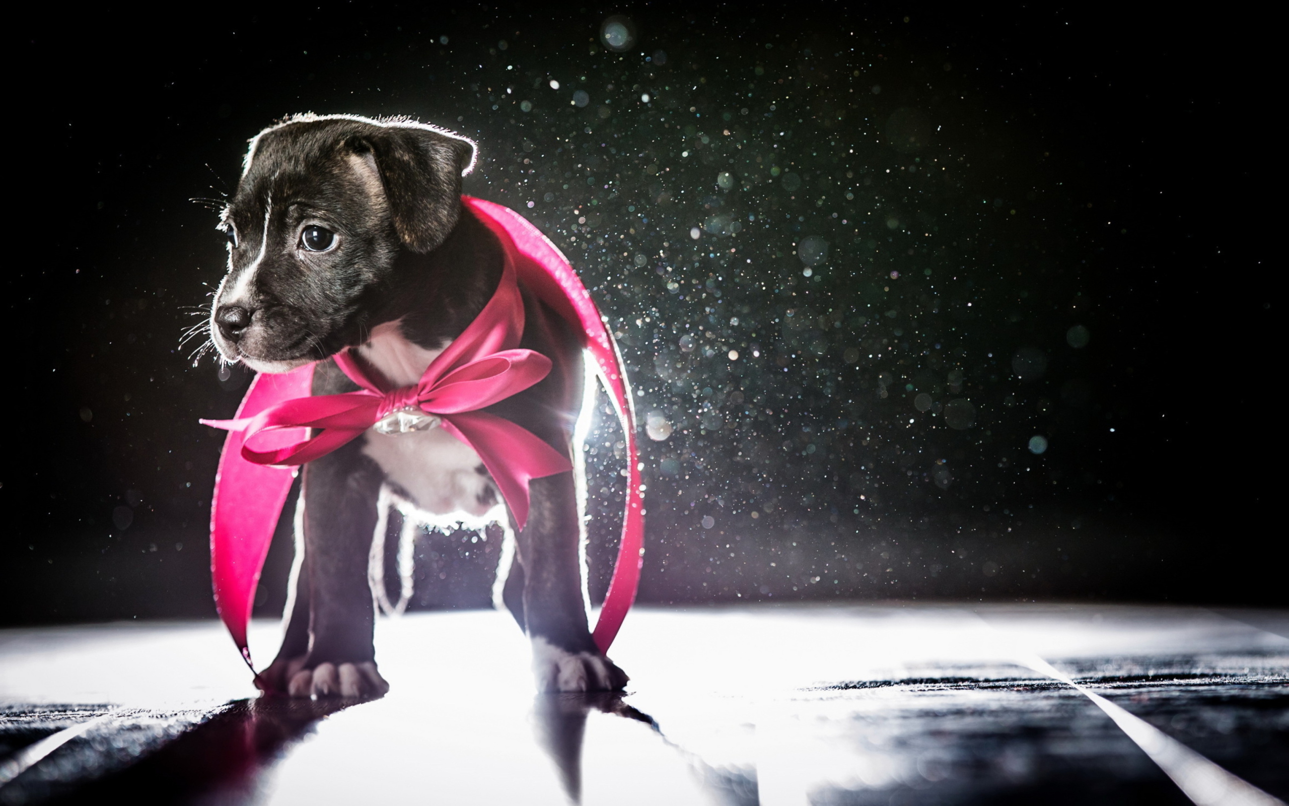 Das Cute Puppy In Pink Cloak Wallpaper 2560x1600