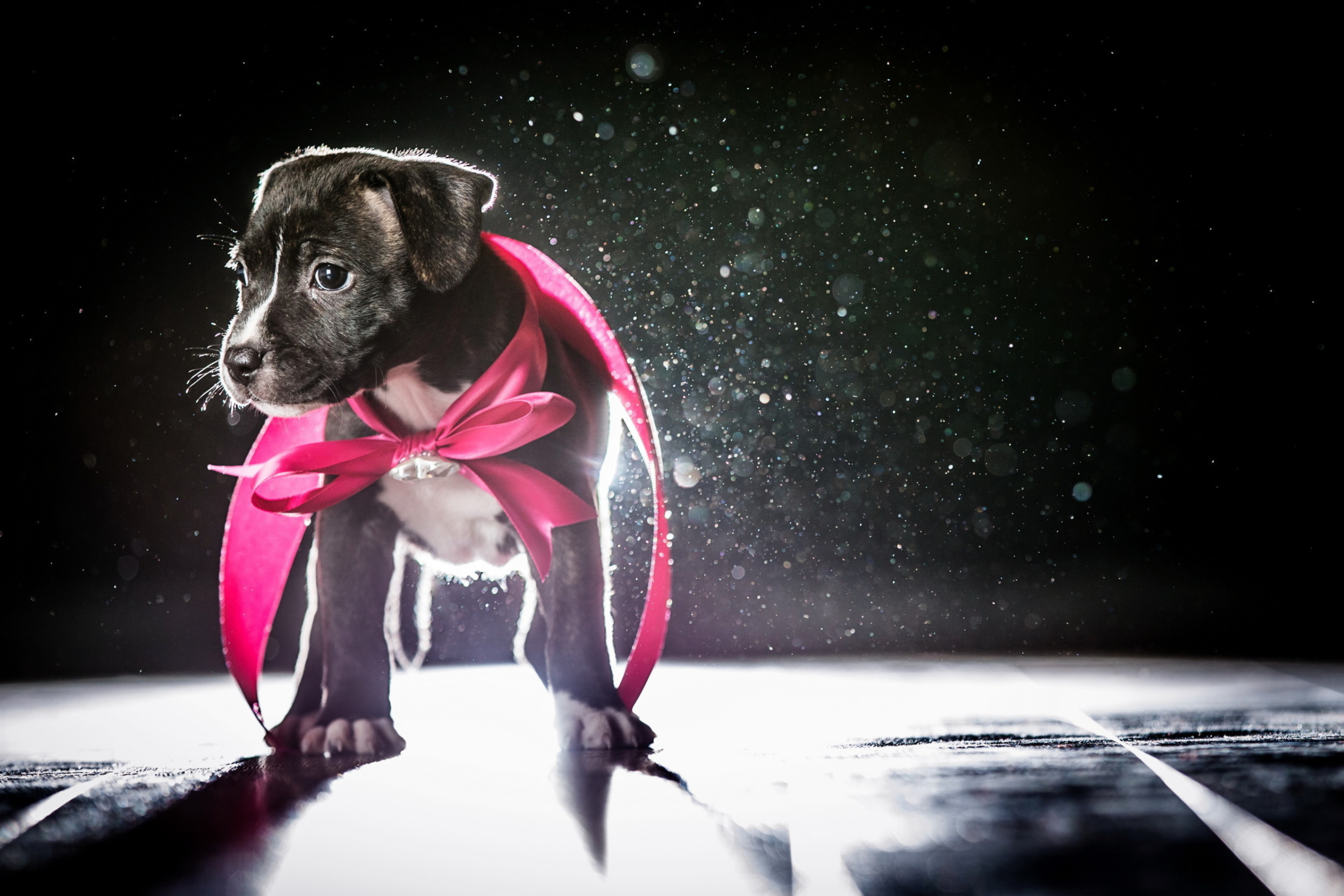 Cute Puppy In Pink Cloak wallpaper 2880x1920