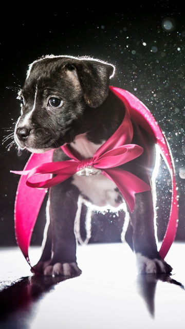 Das Cute Puppy In Pink Cloak Wallpaper 360x640
