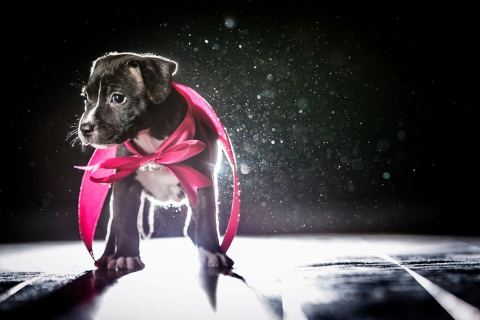 Cute Puppy In Pink Cloak wallpaper 480x320