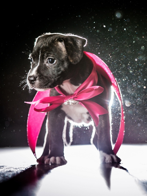 Das Cute Puppy In Pink Cloak Wallpaper 480x640
