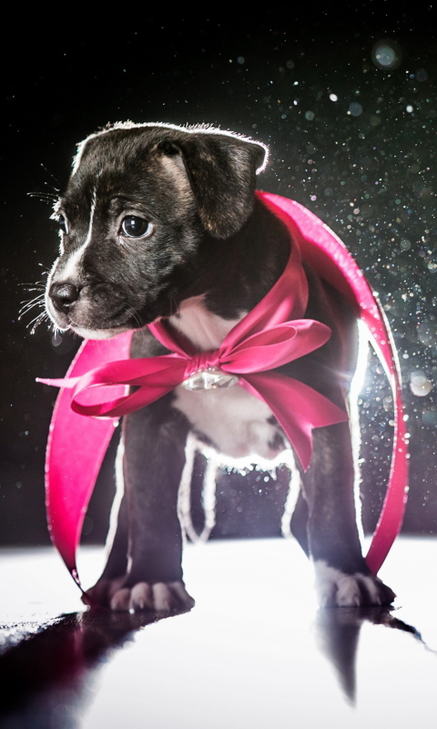 Обои Cute Puppy In Pink Cloak 480x800