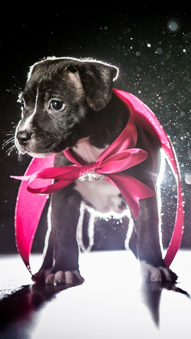 Cute Puppy In Pink Cloak wallpaper 640x1136