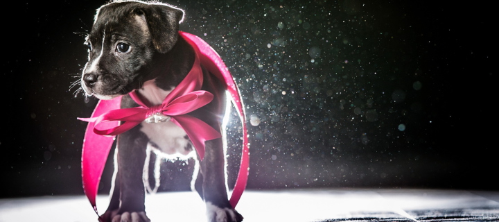 Cute Puppy In Pink Cloak wallpaper 720x320