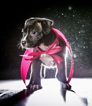 Cute Puppy In Pink Cloak Wallpaper for Nokia Asha 305