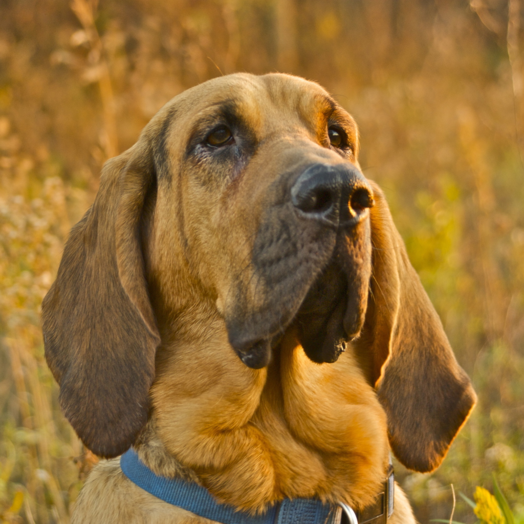 Purebred Bloodhound Puppies wallpaper 1024x1024