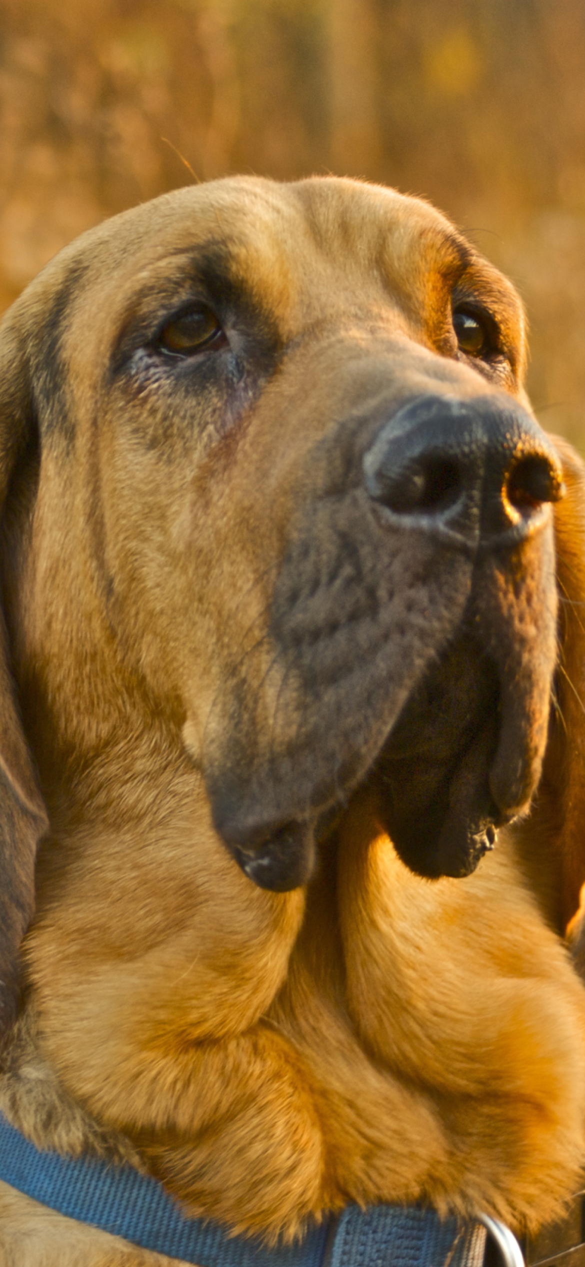 Fondo de pantalla Purebred Bloodhound Puppies 1170x2532
