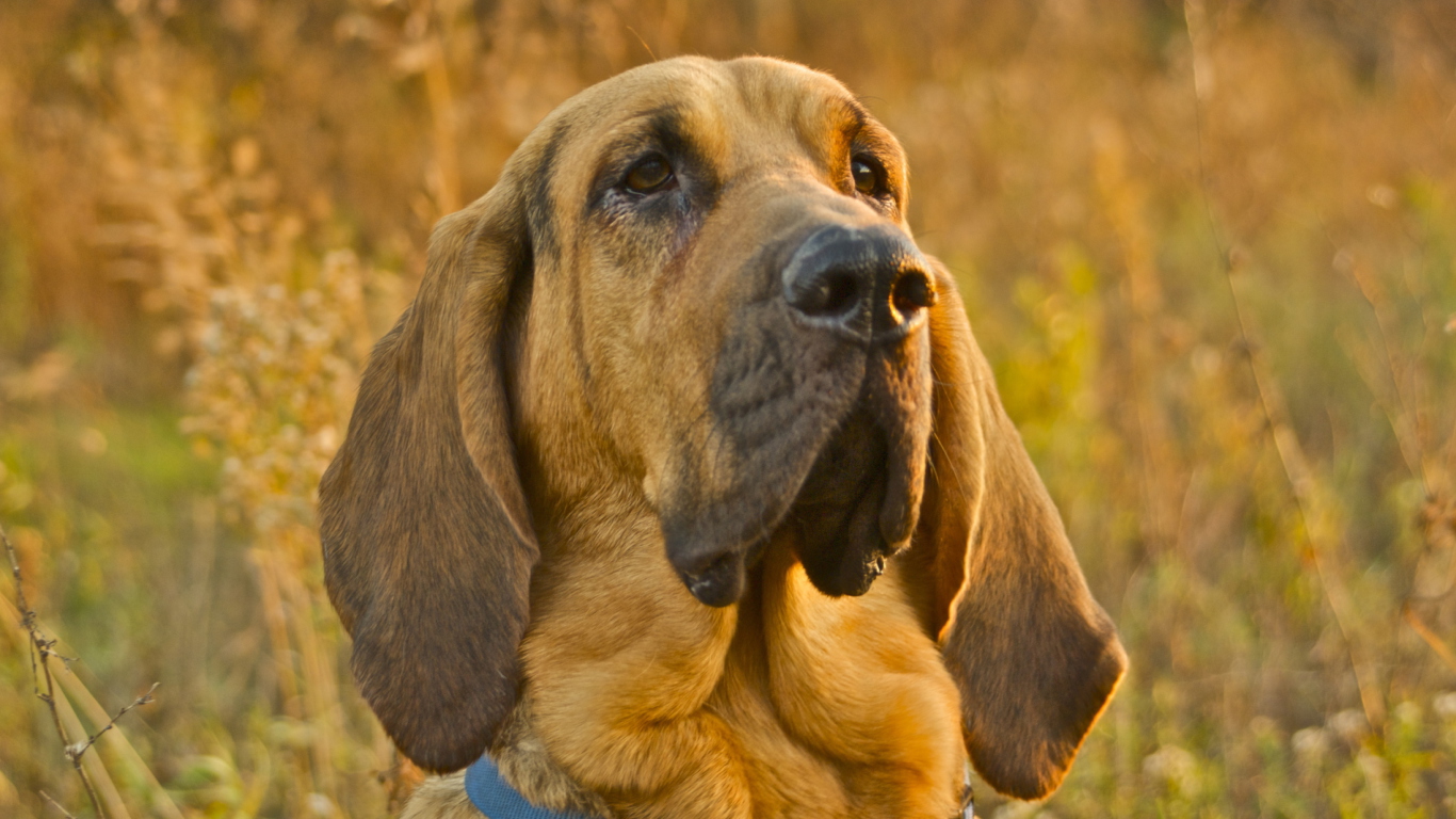 Fondo de pantalla Purebred Bloodhound Puppies 1366x768