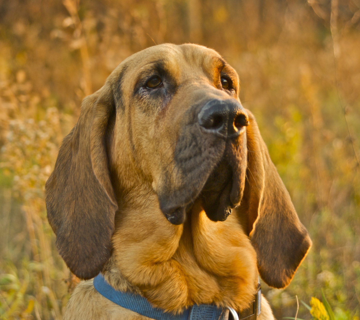 Purebred Bloodhound Puppies wallpaper 1440x1280