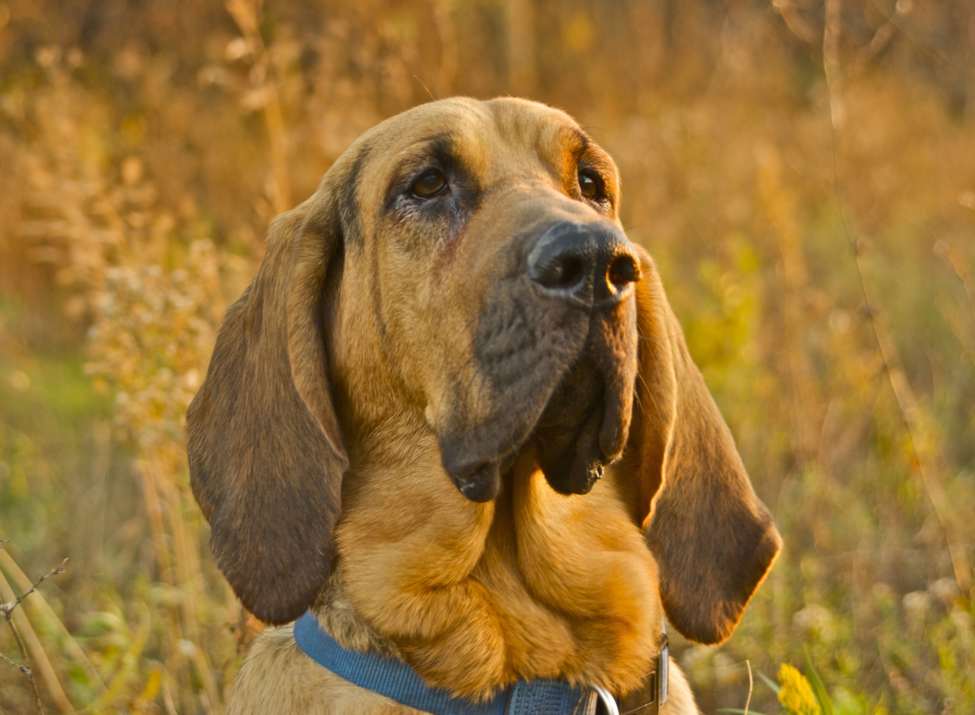 Обои Purebred Bloodhound Puppies 1920x1408