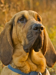 Purebred Bloodhound Puppies wallpaper 240x320
