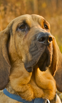 Das Purebred Bloodhound Puppies Wallpaper 240x400