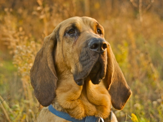 Purebred Bloodhound Puppies wallpaper 320x240