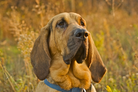 Purebred Bloodhound Puppies wallpaper 480x320