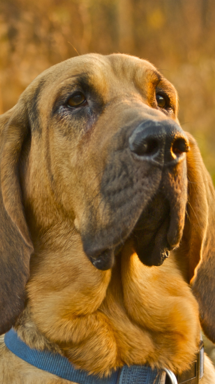 Das Purebred Bloodhound Puppies Wallpaper 750x1334