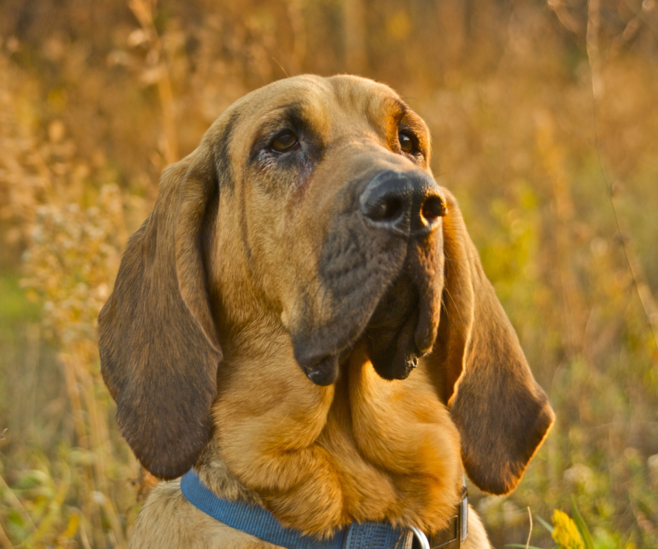Purebred Bloodhound Puppies wallpaper 960x800