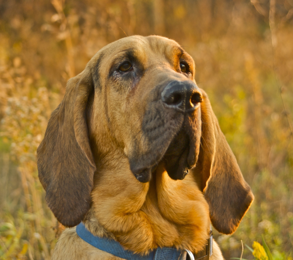 Sfondi Purebred Bloodhound Puppies 960x854