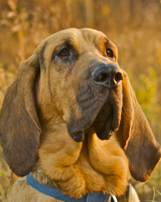 Kostenloses Purebred Bloodhound Puppies Wallpaper für 640x1136
