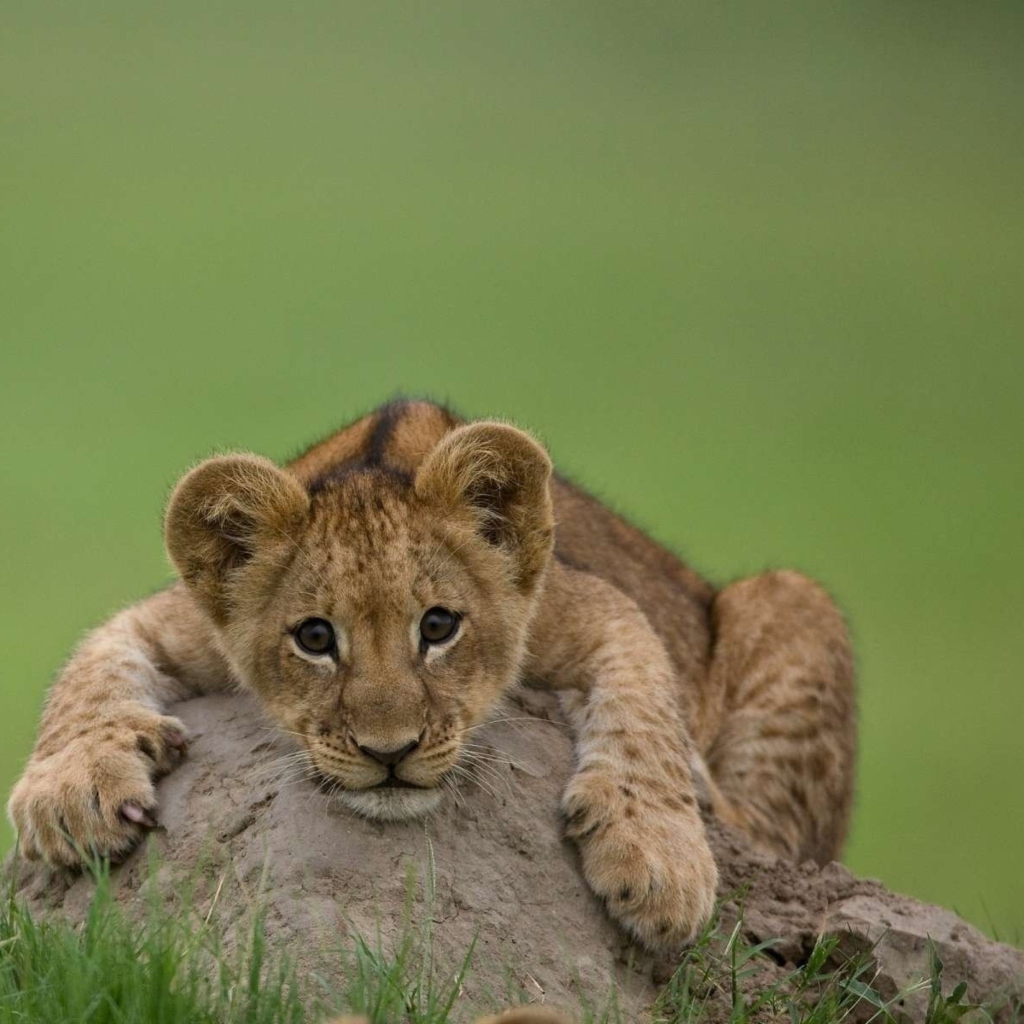 Das Cute Baby Lion Wallpaper 1024x1024