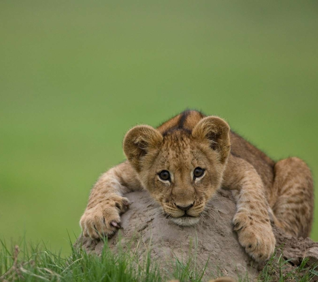 Fondo de pantalla Cute Baby Lion 1080x960