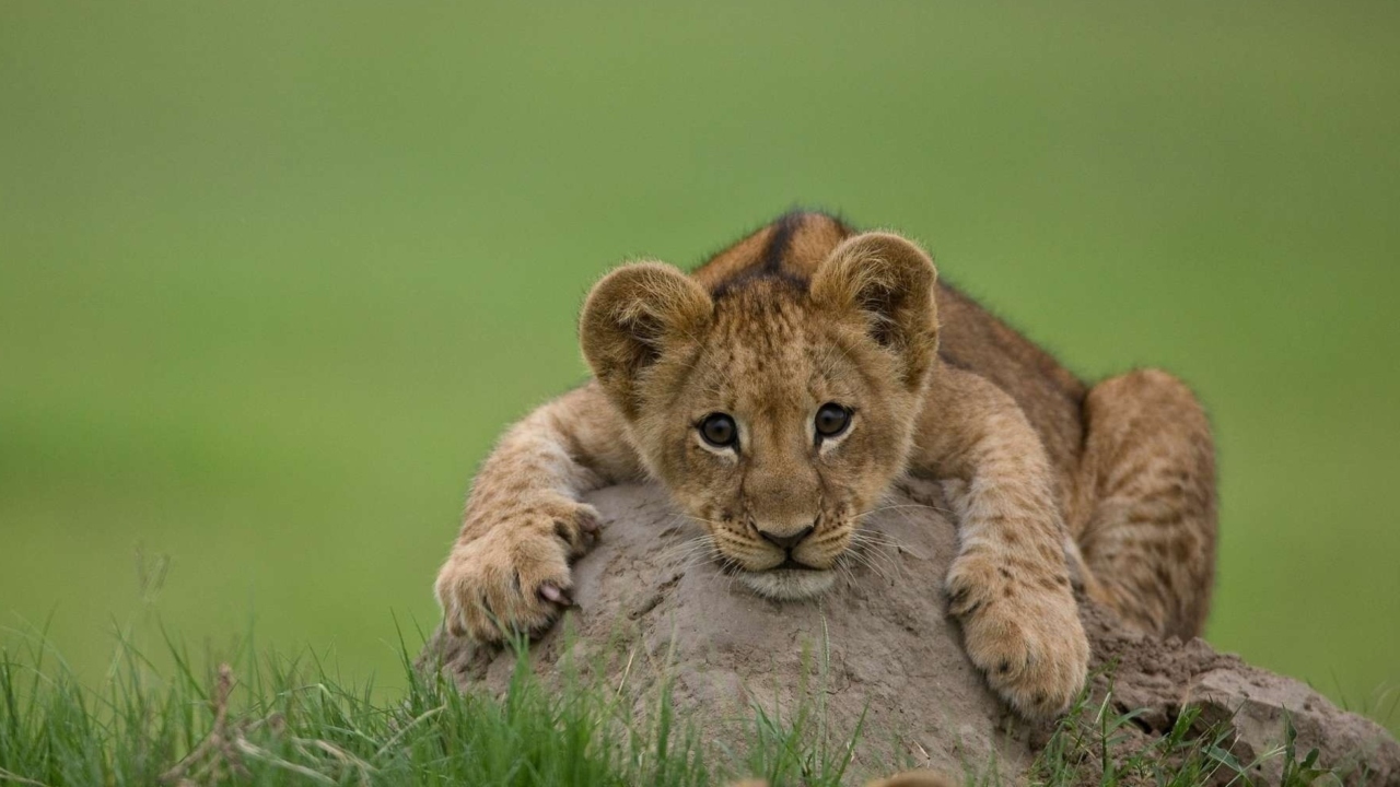 Fondo de pantalla Cute Baby Lion 1280x720