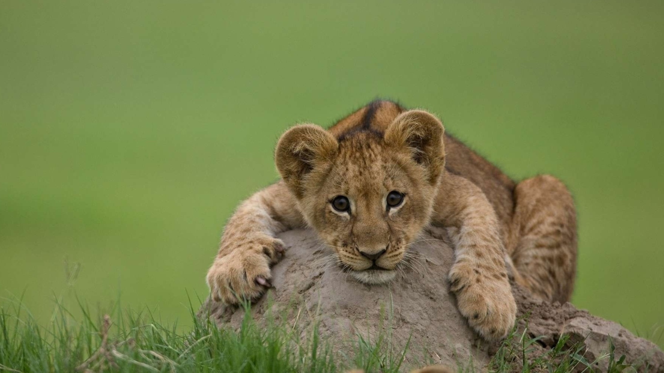 Sfondi Cute Baby Lion 1366x768