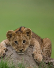 Fondo de pantalla Cute Baby Lion 176x220
