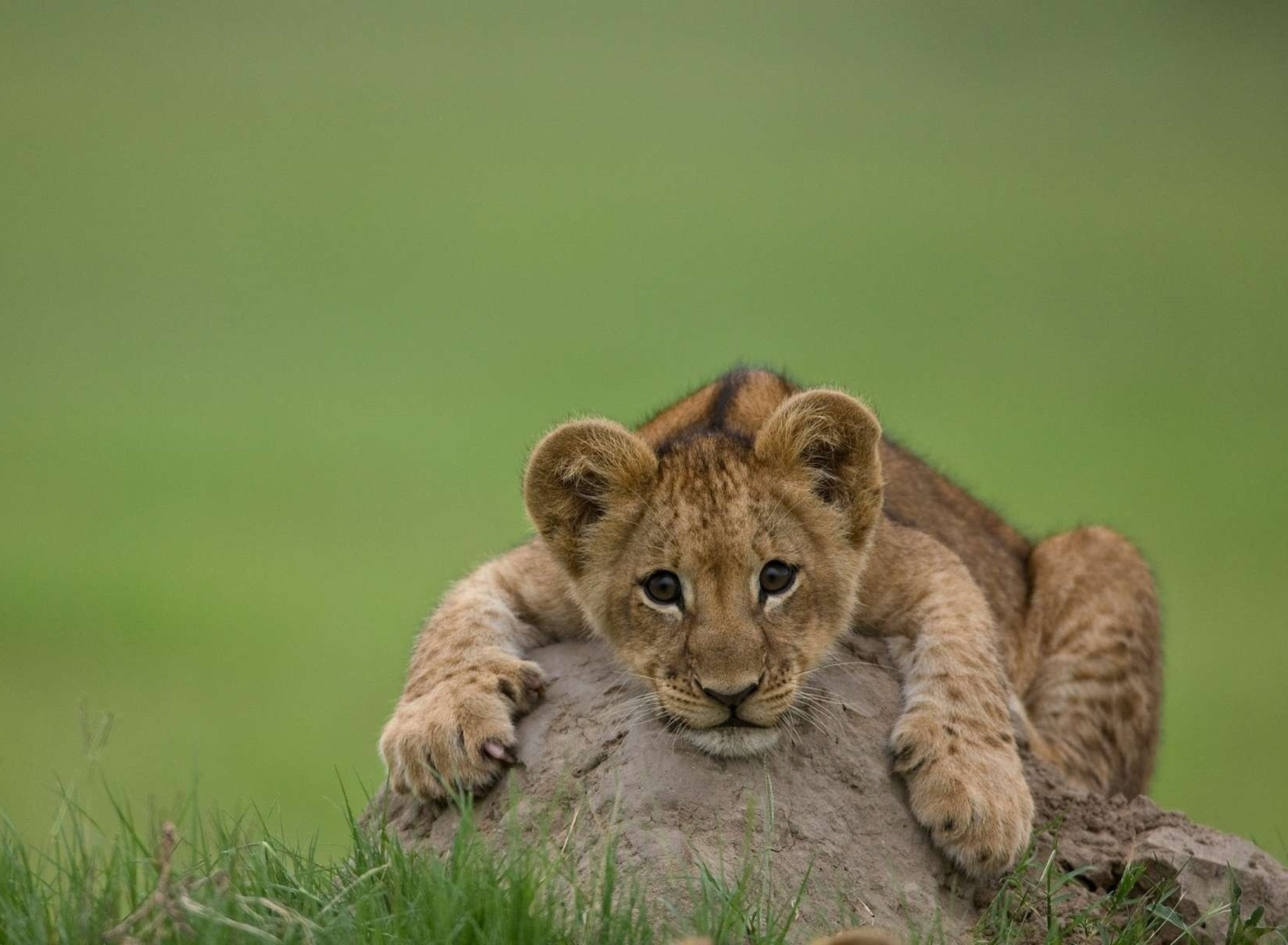 Cute Baby Lion wallpaper 1920x1408