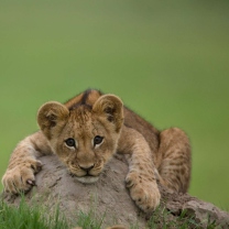 Fondo de pantalla Cute Baby Lion 208x208