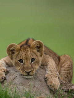 Cute Baby Lion wallpaper 240x320