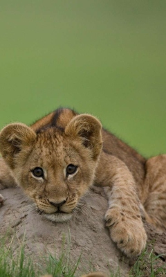 Sfondi Cute Baby Lion 240x400