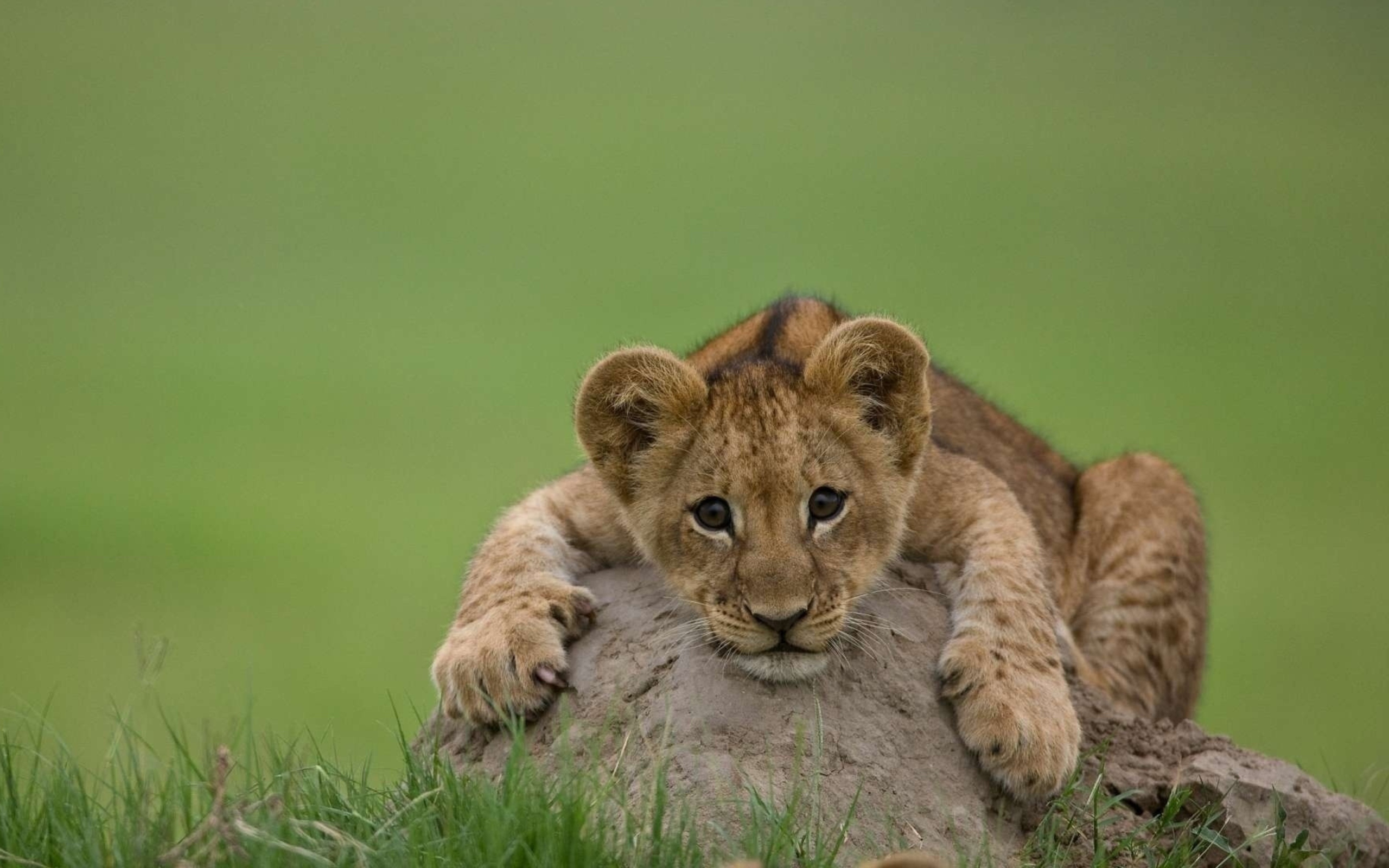 Обои Cute Baby Lion 2560x1600